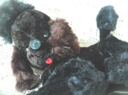 poodle radio main_02
